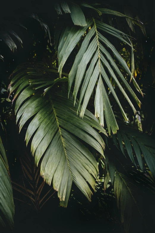 many green leaves that are sitting together