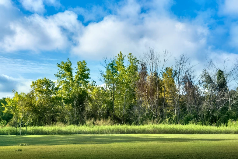 trees and grass are next to a blue sky