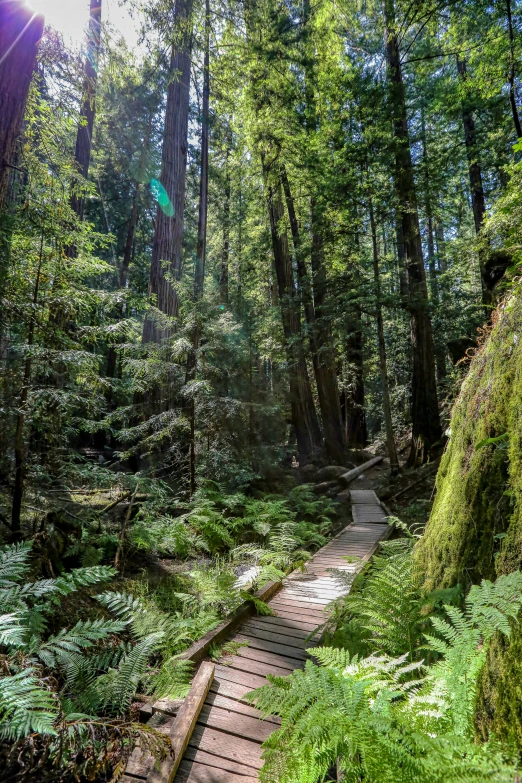 a pathway that leads through the woods to another spot