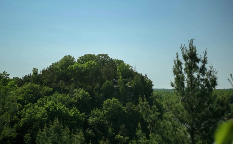 a forest of trees and a plane in the distance