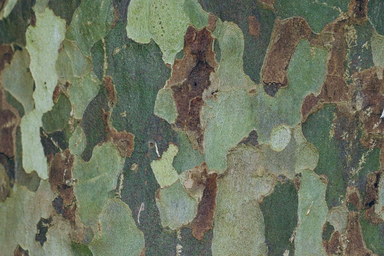 a close up image of the bark of a large tree