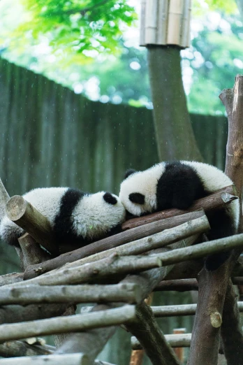 a baby panda is laying on a pile of nches
