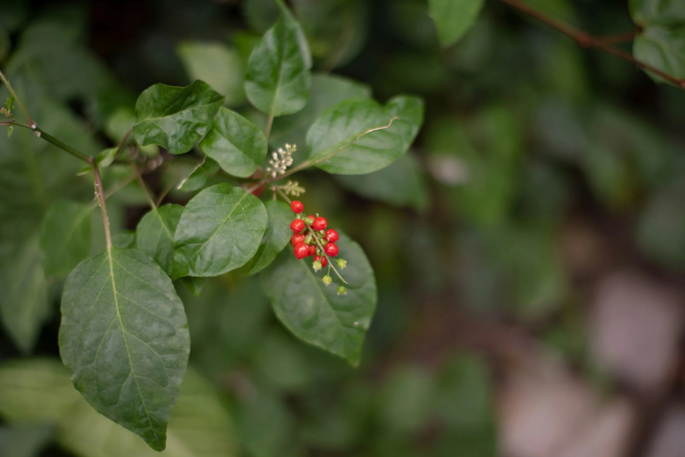 two leaves and some small red flowers on a nch