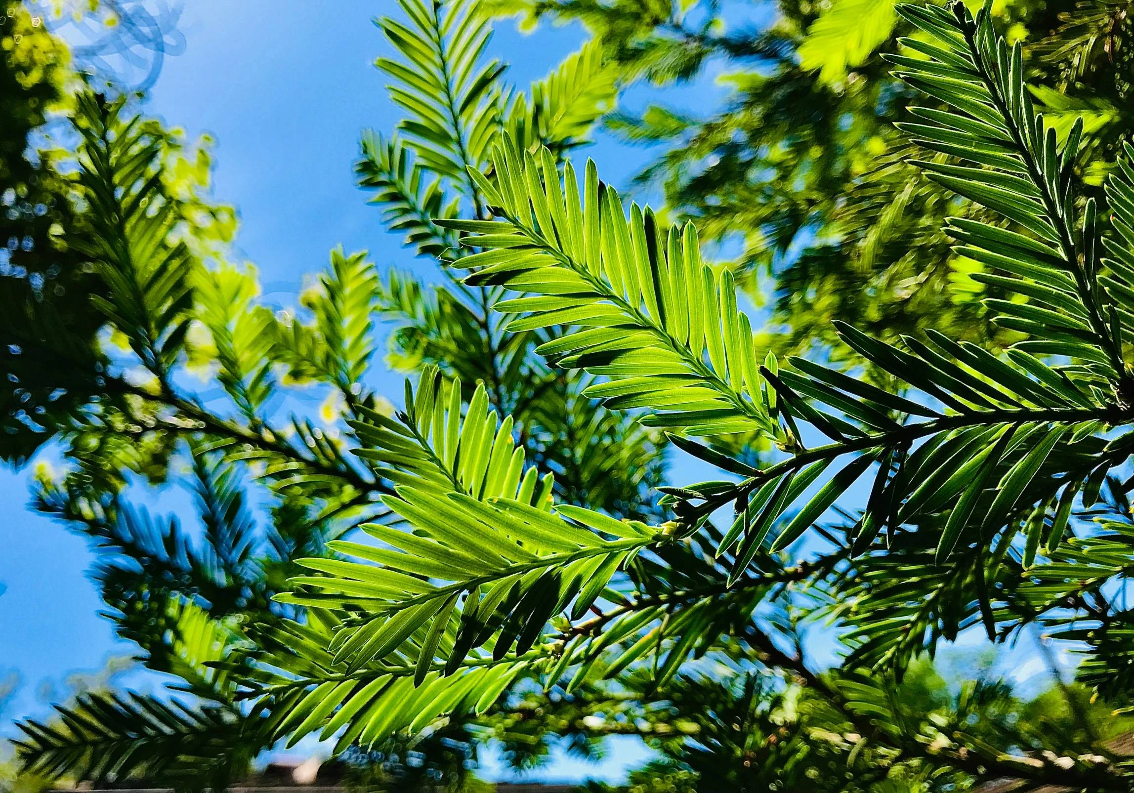 a tree has leaves on it under a blue sky