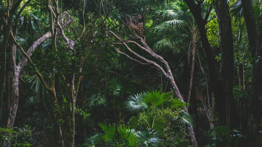 an elephant in the jungle standing on one foot