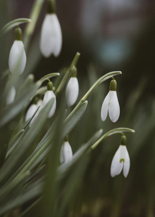 some white flowers with some green stems