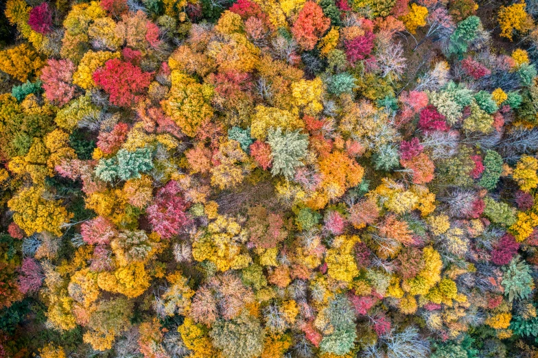an overhead view of leaves on the ground