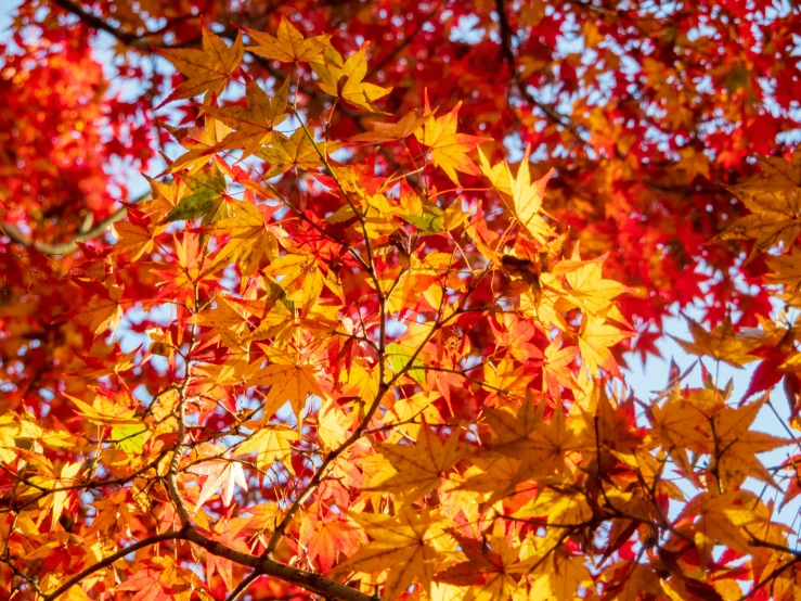 a tree that has yellow and red leaves