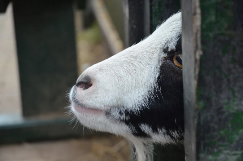 a black and white sheep looking through the bars