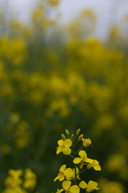 a yellow flower in front of trees with blurry background