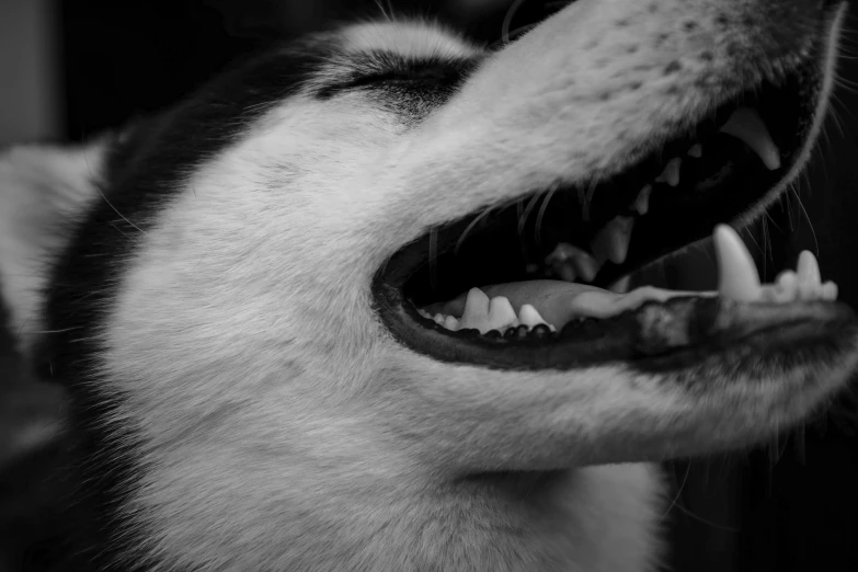 a black and white image of a dog that is yawning