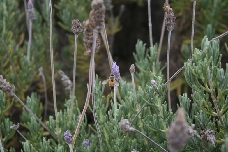 close up view of flowers on a bush