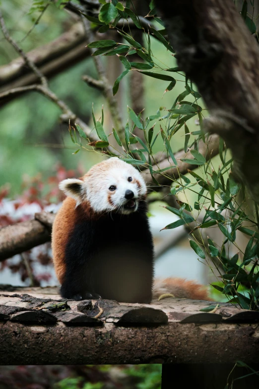 a brown and white panda bear on top of tree nches