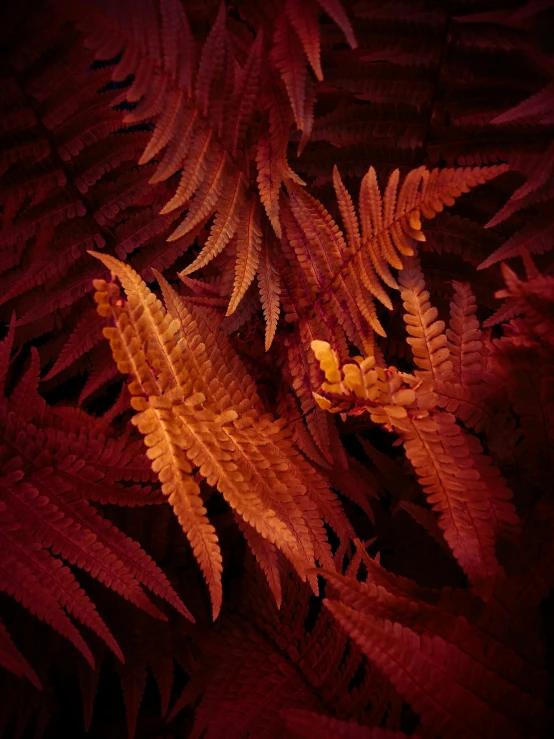 a pograph of some red plants with lots of leaves