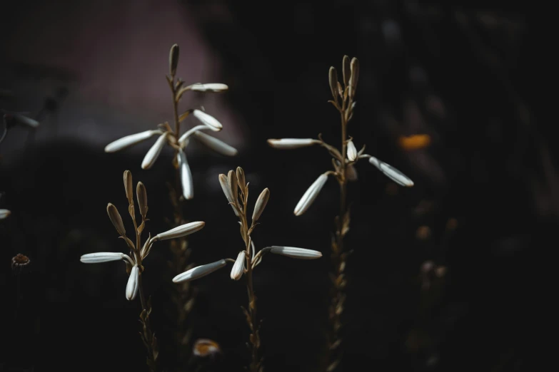 this plant is in the dark and has flowers growing out of it