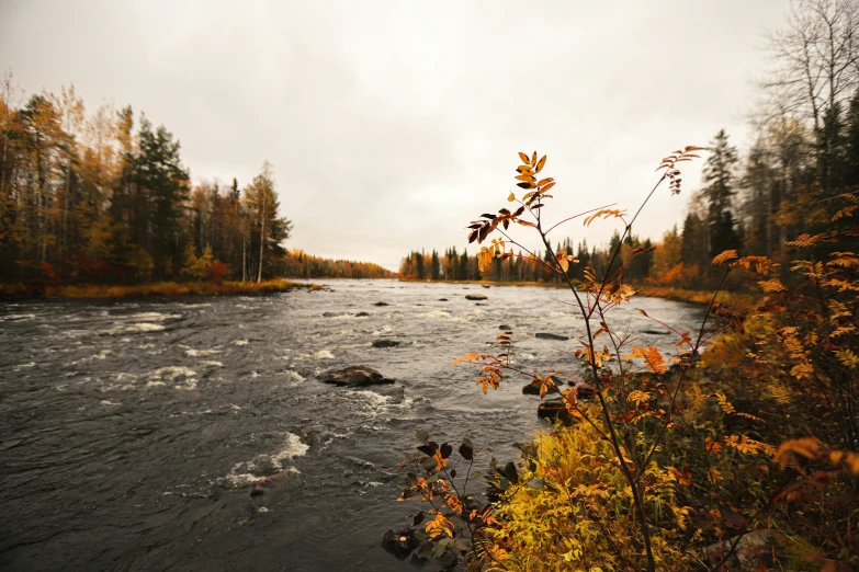 a river surrounded by woods and trees