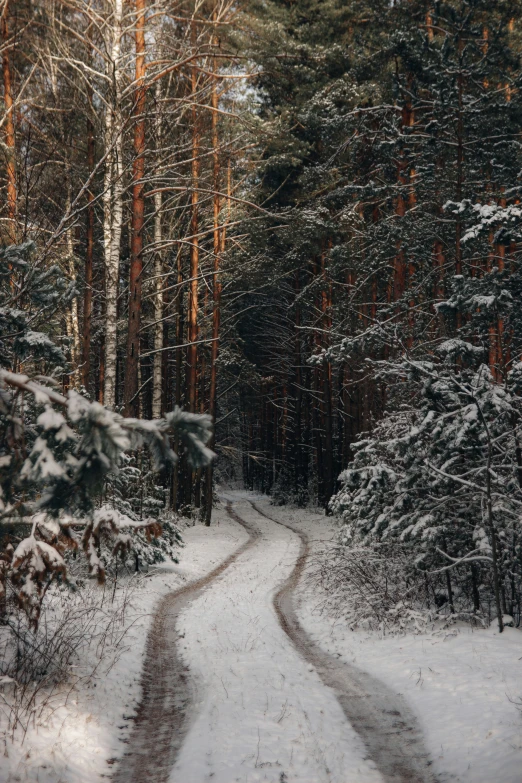 a trail with trees covered in snow through the woods