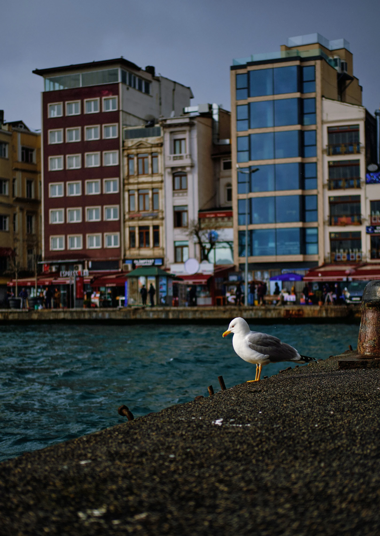 a seagull sits on the side of a road near the water