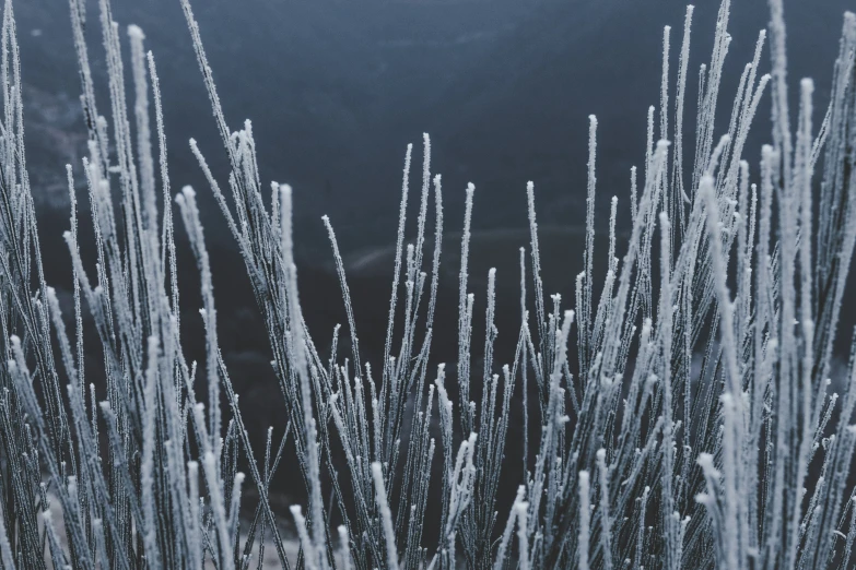 ice is growing on the tops of some grass