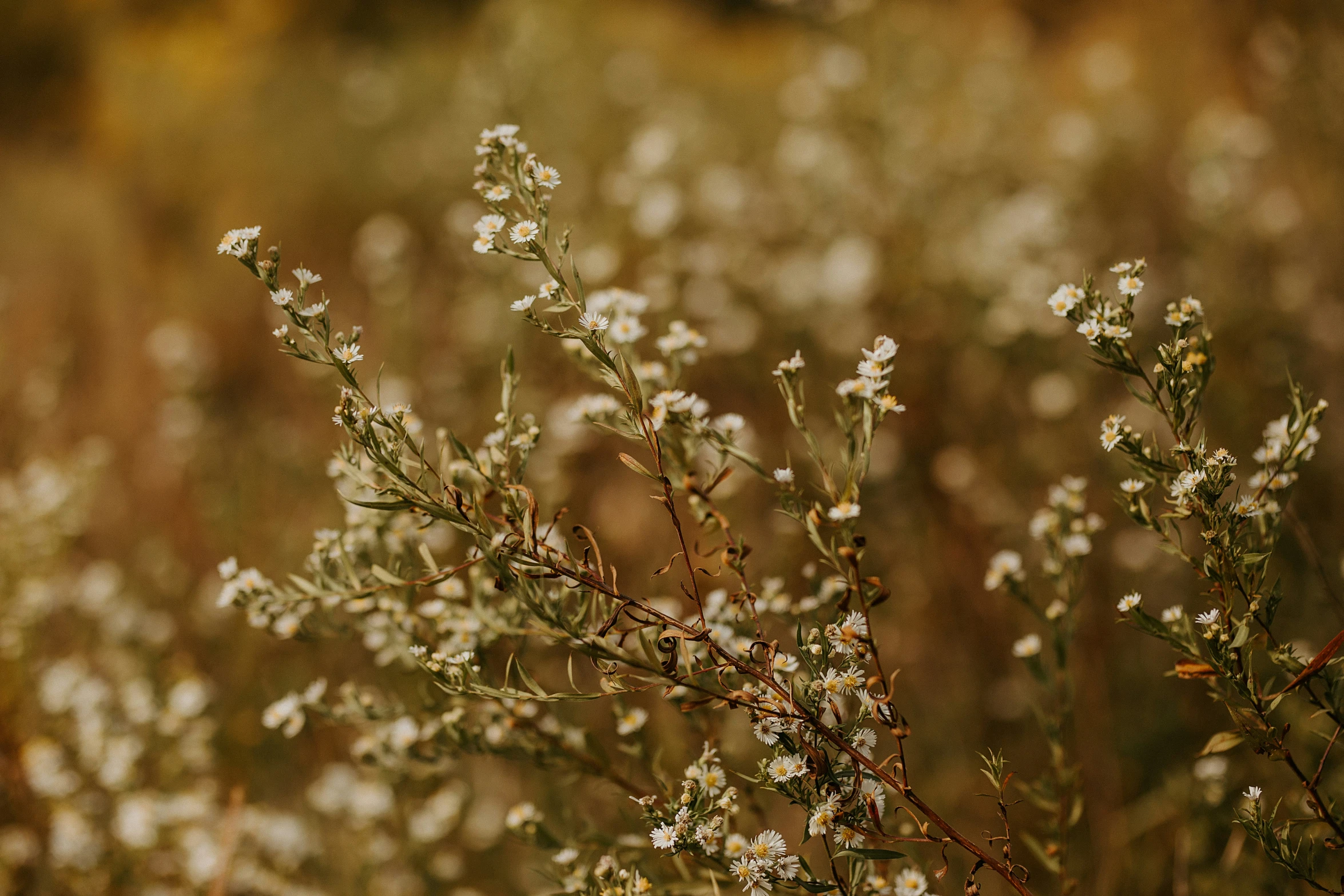 wild flowers and green stems on the plant