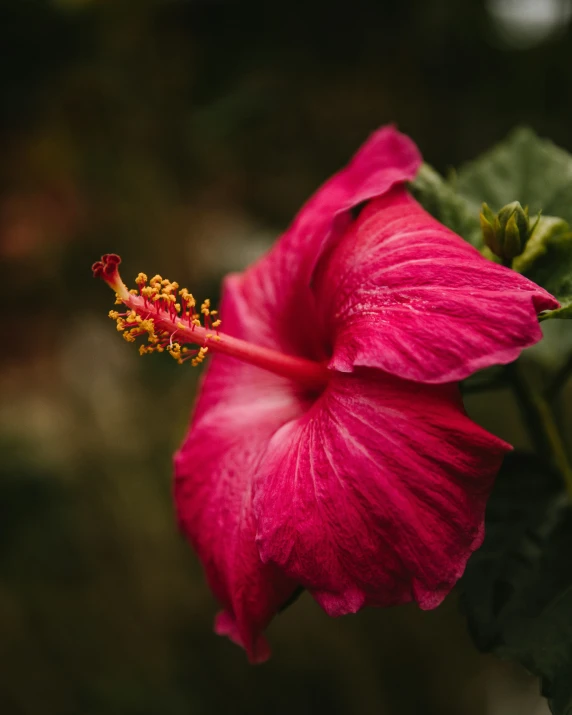 a close up of a pink flower on a tree