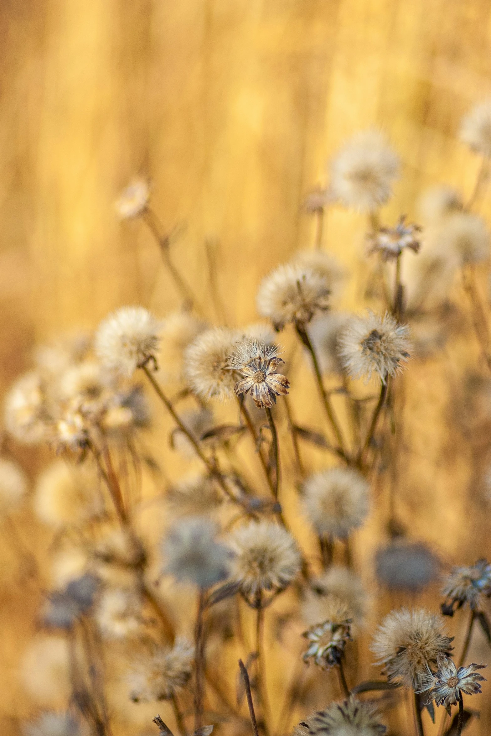 small white wildflowers in the grass near a field