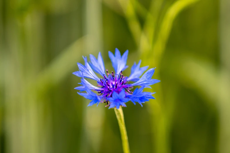 the small blue flower is still blooming in the garden