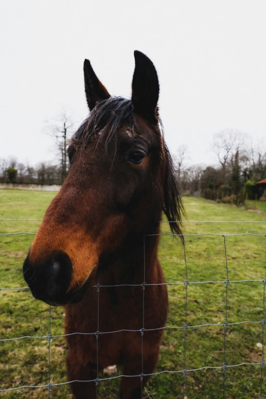 a horse standing in a grass field next to a fence