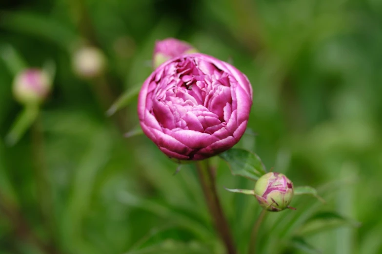 a very pretty flower sitting on top of green plants