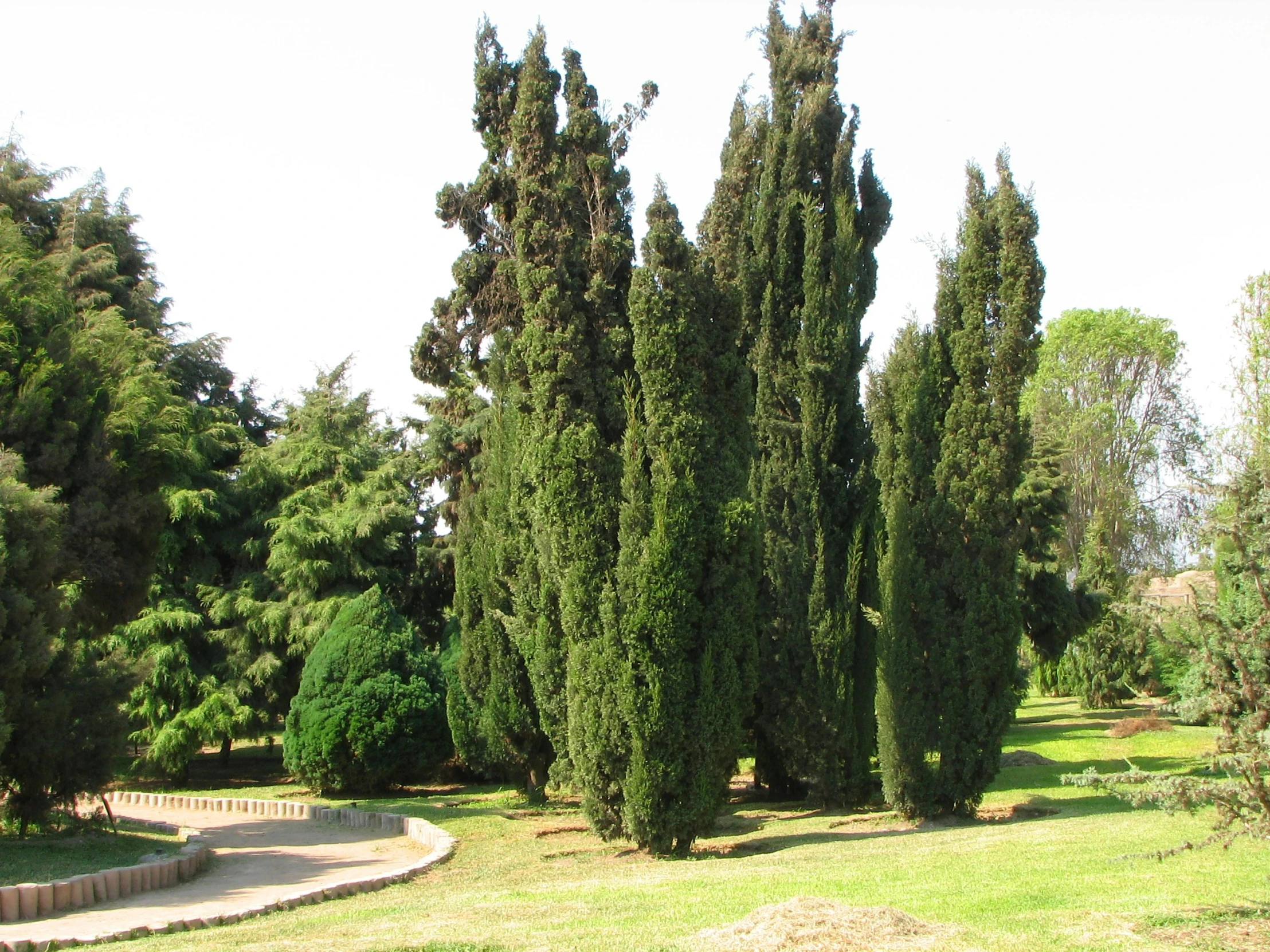 trees line the path on a hill near a bench