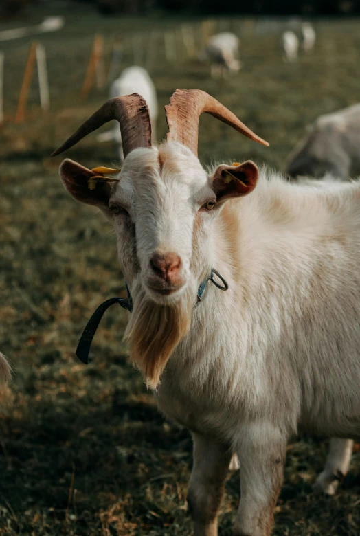 an image of a goat that is standing on the grass