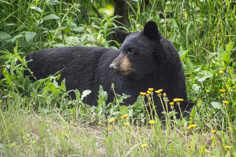 a black bear in grass and yellow flowers
