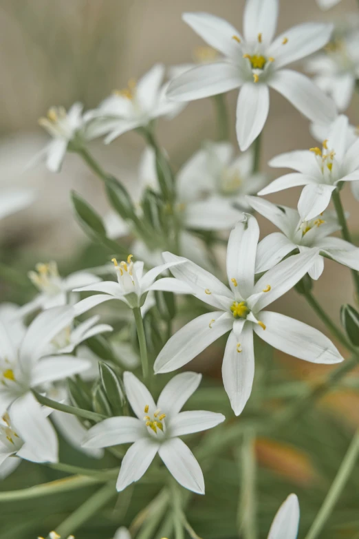 white flowers are growing on a stalk in the grass