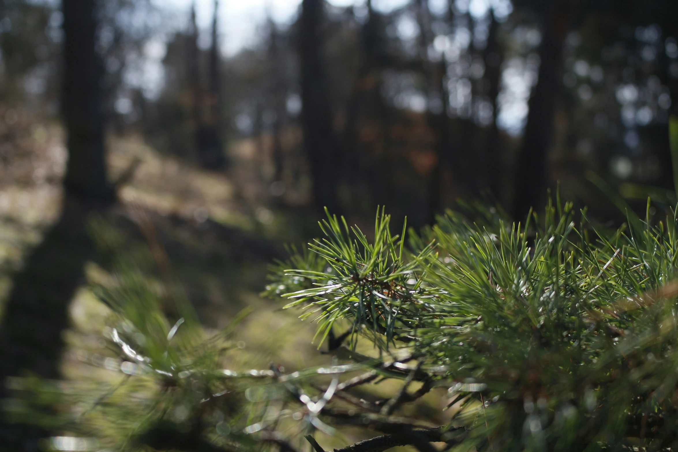 trees in the woods have no leaves on them