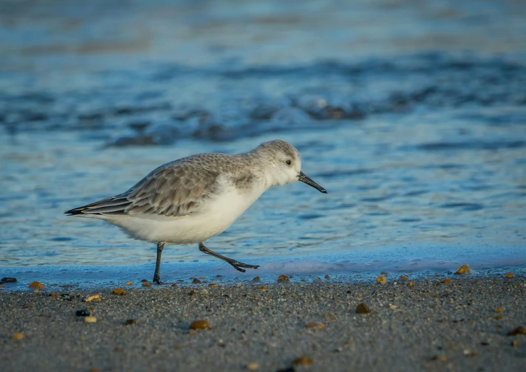 a seagull walks along the beach on the sand