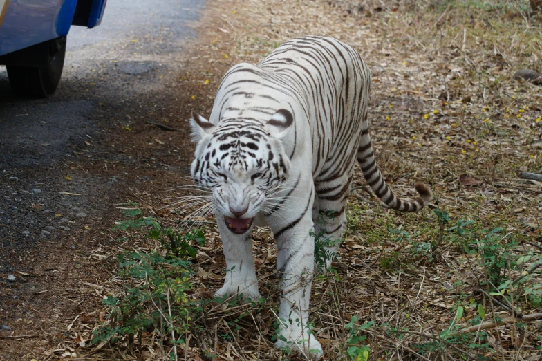 there is a small white tiger walking along the dirt road