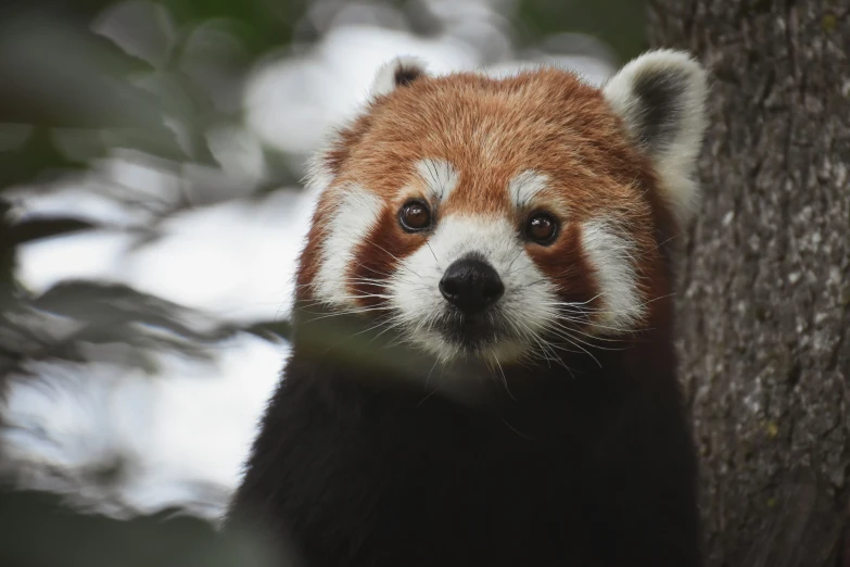 a red panda looks out from behind the bark of a tree