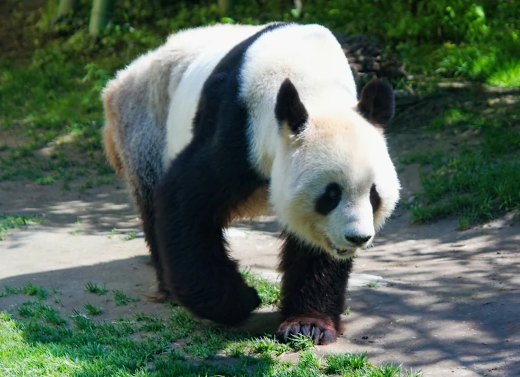 a panda bear standing in the grass near some trees