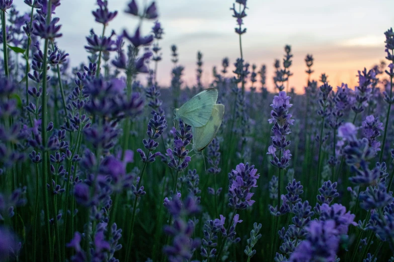 there is a flower field with purple flowers in it