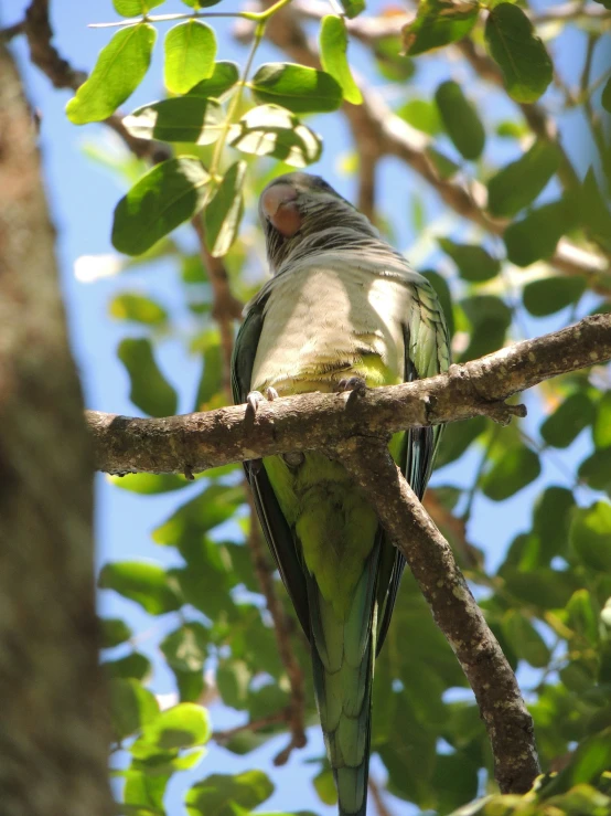 a bird sitting on a tree limb in the sun