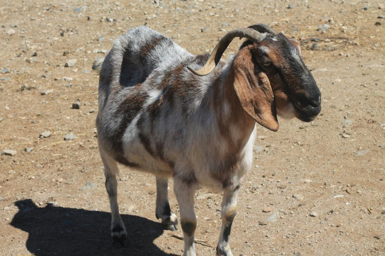 a small goat stands alone in the dirt