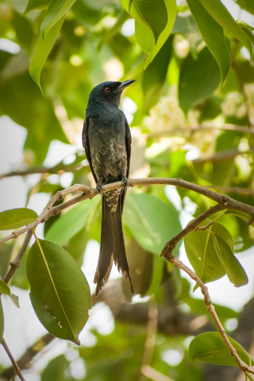 a black bird sits on top of a nch