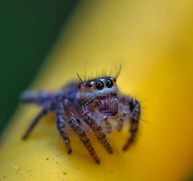 a close - up po of a small purple spider