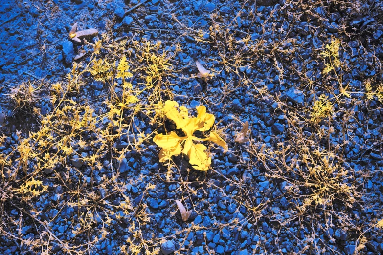 yellow leaves in a patch of blue grass