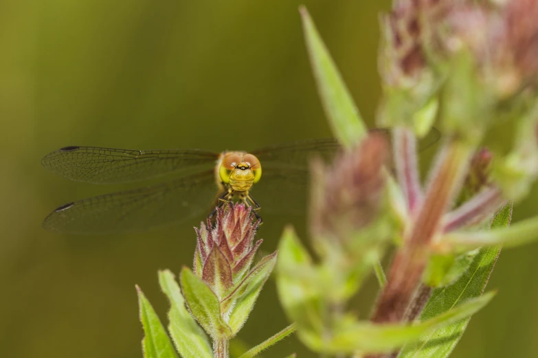 a dragonfly is resting on the tip of a plant