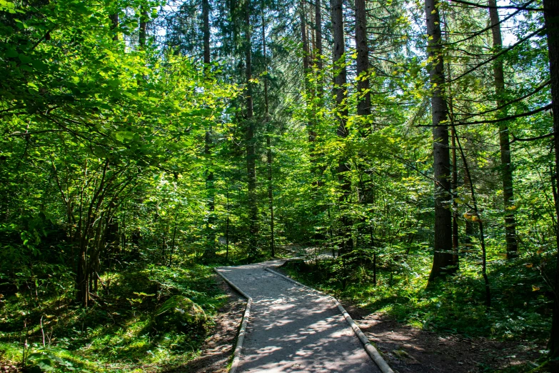 there is a wooden walkway in the woods