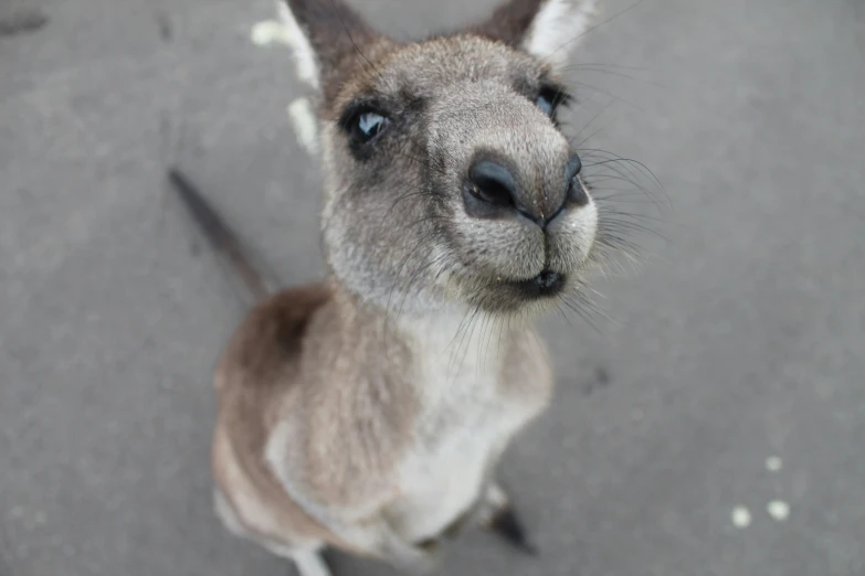 a kangaroo looking up while standing on a concrete floor