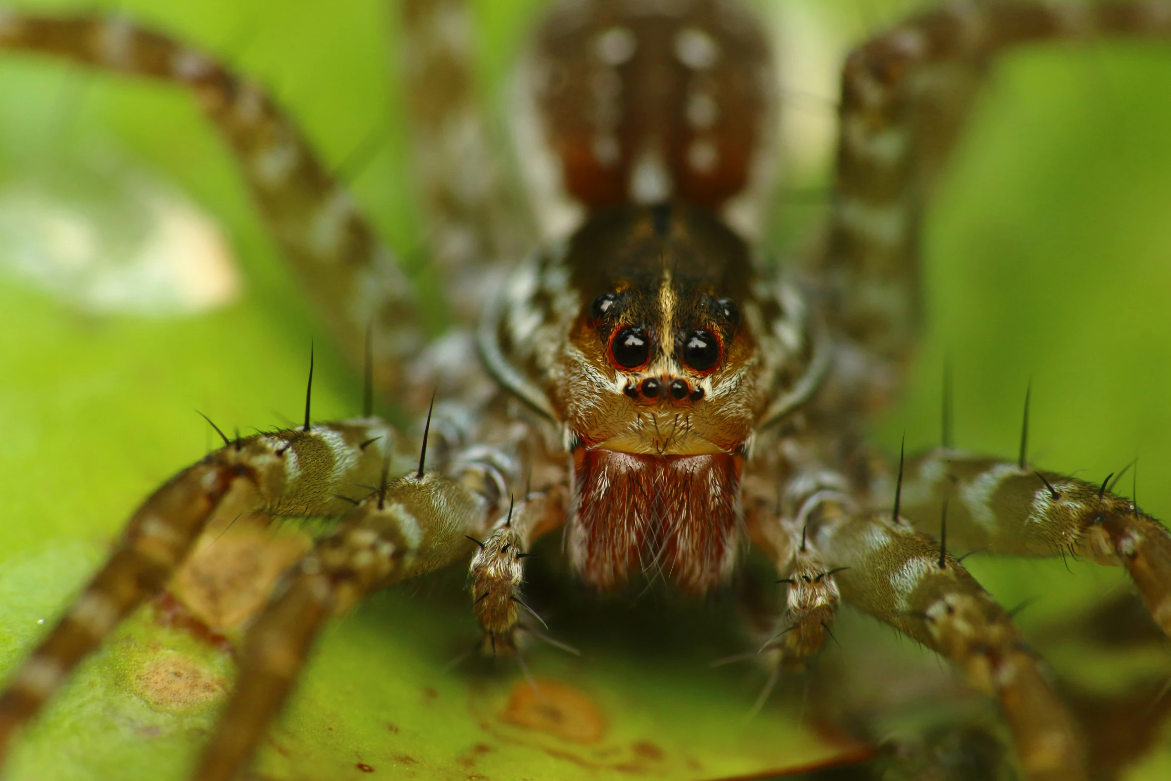 an adult spider on a leaf staring straight ahead