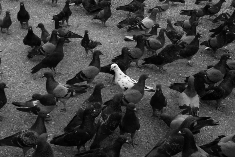 a black and white po of flock of pigeons