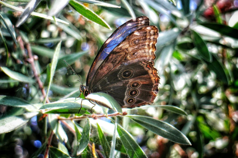 a brown and blue erfly sitting on top of a leafy tree